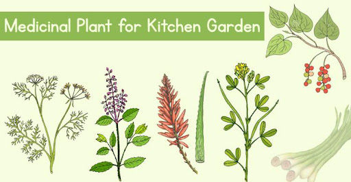 Indian Medical Plants For Your Kitchen Garden